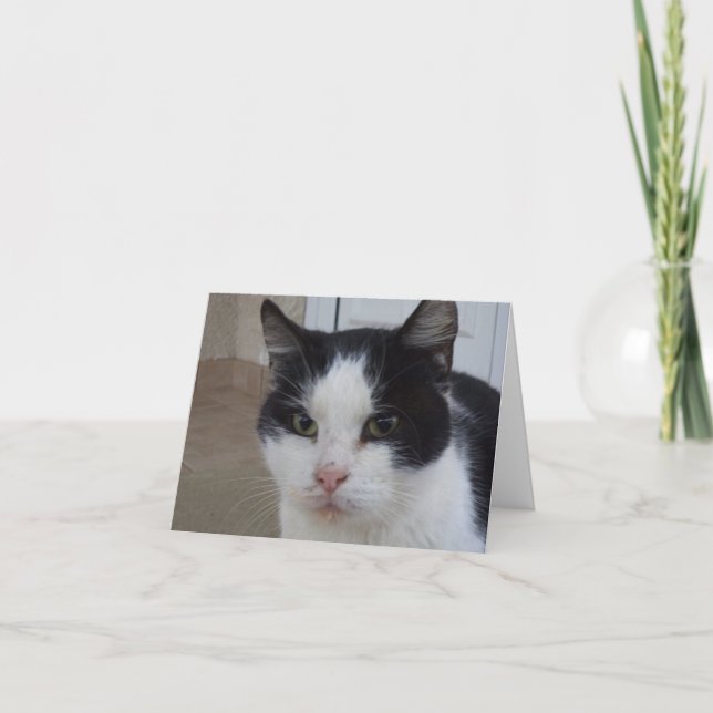 Apenas gatos e gatinhos - Cartão de vazio (Frente)