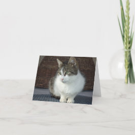 Apenas gatos e gatinhos - cartão em branco