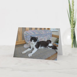 Apenas gatos e gatinhos - cartão em branco