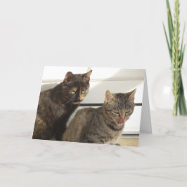 Apenas gatos e gatinhos - cartão em branco