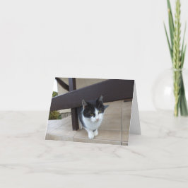Apenas gatos e gatinhos - cartão em branco