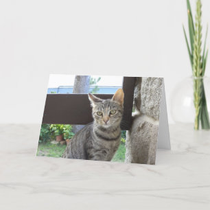 Apenas gatos e gatinhos - cartão em branco