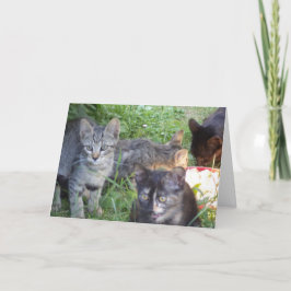 Apenas gatos e gatinhos - cartão em branco