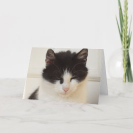 Apenas gatos e gatinhos - cartão em branco