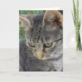 Apenas gatos e gatinhos - cartão em branco