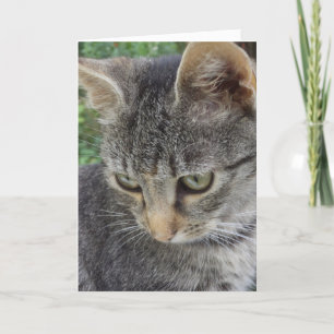 Apenas gatos e gatinhos - cartão em branco