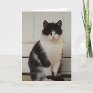 Apenas gatos e gatinhos - cartão em branco