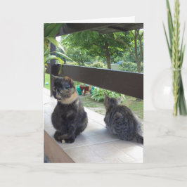 Apenas gatos e gatinhos - cartão em branco