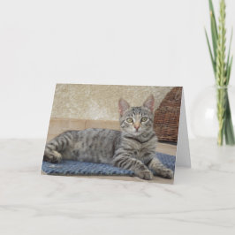 Apenas gatos e gatinhos - cartão em branco