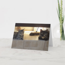 Apenas gatos e gatinhos - cartão em branco