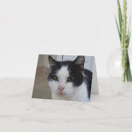 Apenas gatos e gatinhos - cartão em branco