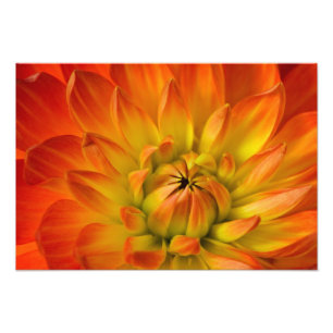 Apertado em fotografias de flor Dalhia com o