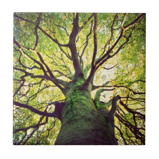 Aperto da árvore (Frente)