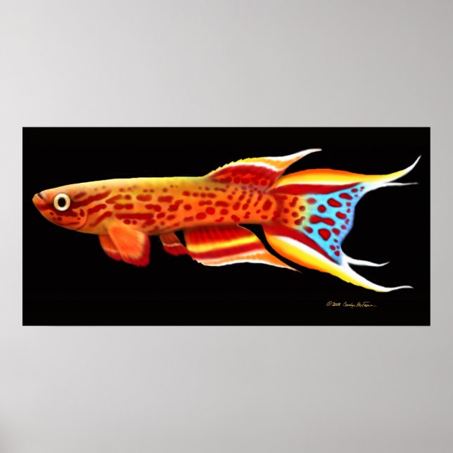 Aphyosemion Australe Killifish Poster (Frente)