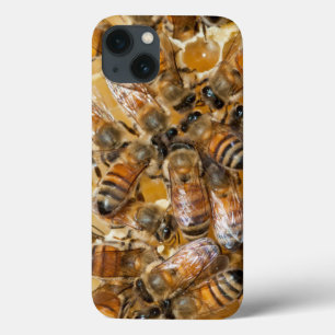 Apicultura na Arlo's Honey Farm