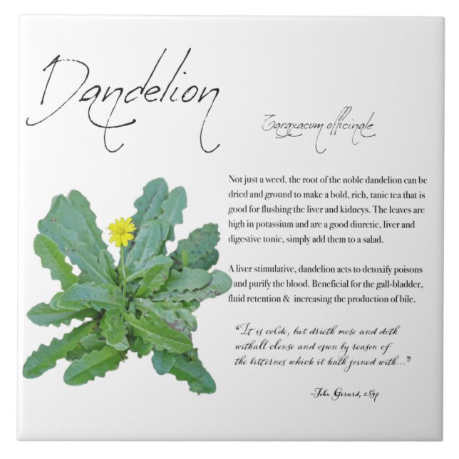 Apothecary Herbal: Dandelion | Azulejo cerâmico (Frente)