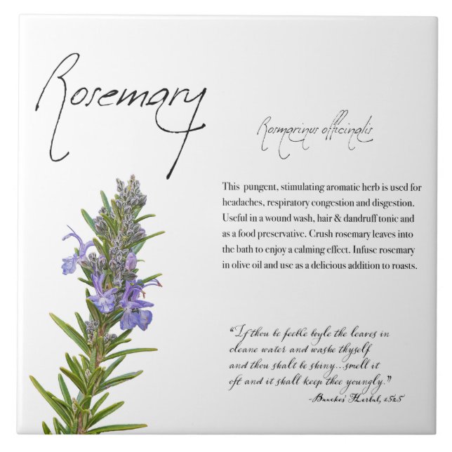 Apothecary Herbal: Rosemary | Azulejo botânico (Frente)