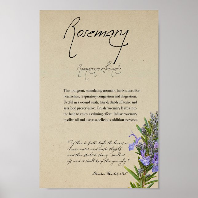 Apothecary Herbal: Rosemary | Poster de altura (Frente)