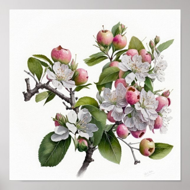 Apple Blossoms Flower Art Impressão Poster (Frente)