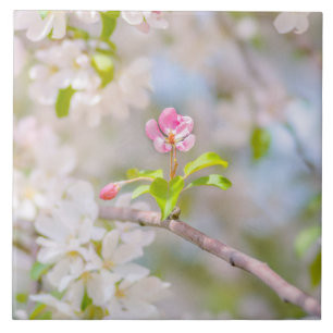 Apple floresce - beleza