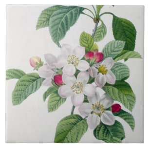 Apple floresce, 'do DES de Les Choix mais Belles