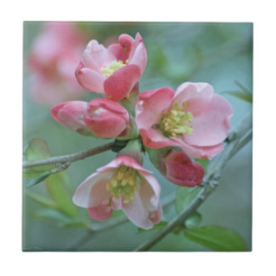 Apple floresce o azulejo #P0356