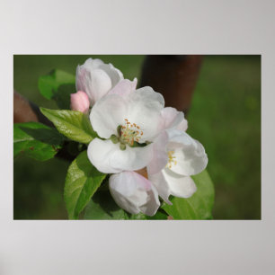 Apple floresce o impressão 2