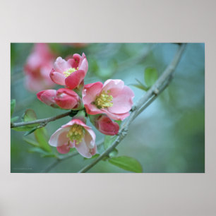 Apple floresce o poster #P0356