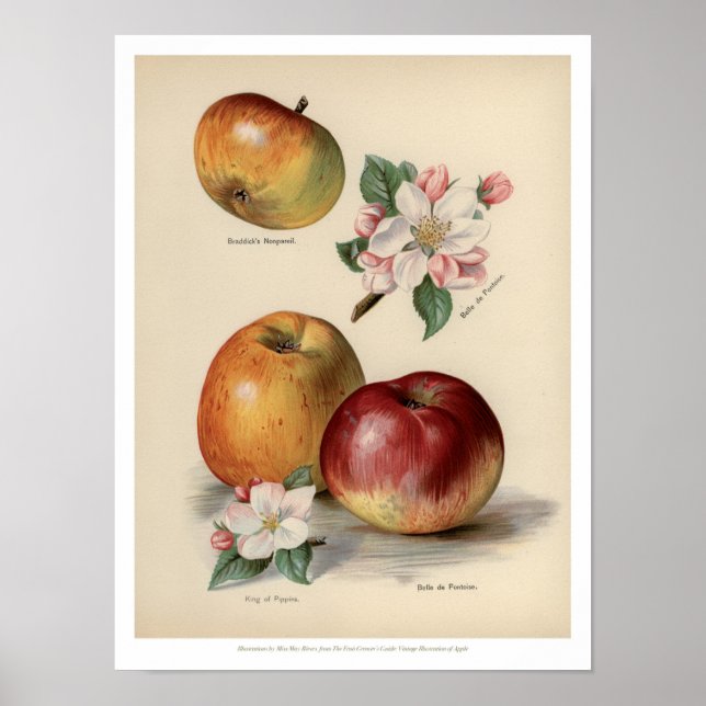 Apple - Vintage Fruta Poster (Frente)