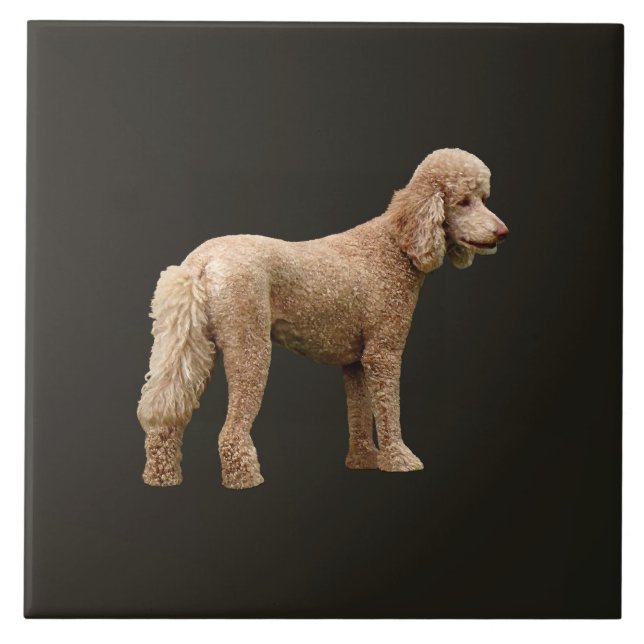 Apricot Poodle (Frente)