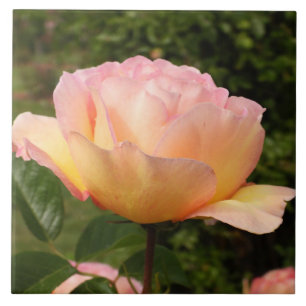 Apricot Rosa