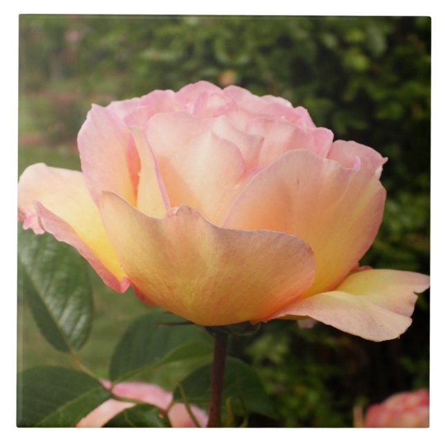 Apricot Rosa (Frente)