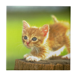 Apronte para atacar o gatinho