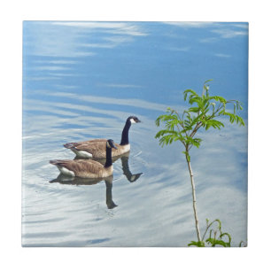 Aproveitando uma Natação