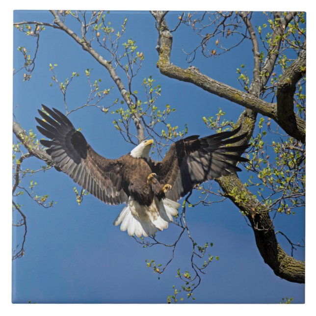 Aproximação de aterrissagem (Frente)