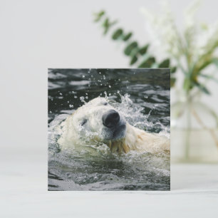 Aqua Aura do Urso Polar