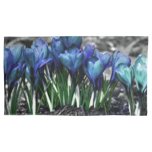 Aqua Blue Crocus Blooms (Frente)