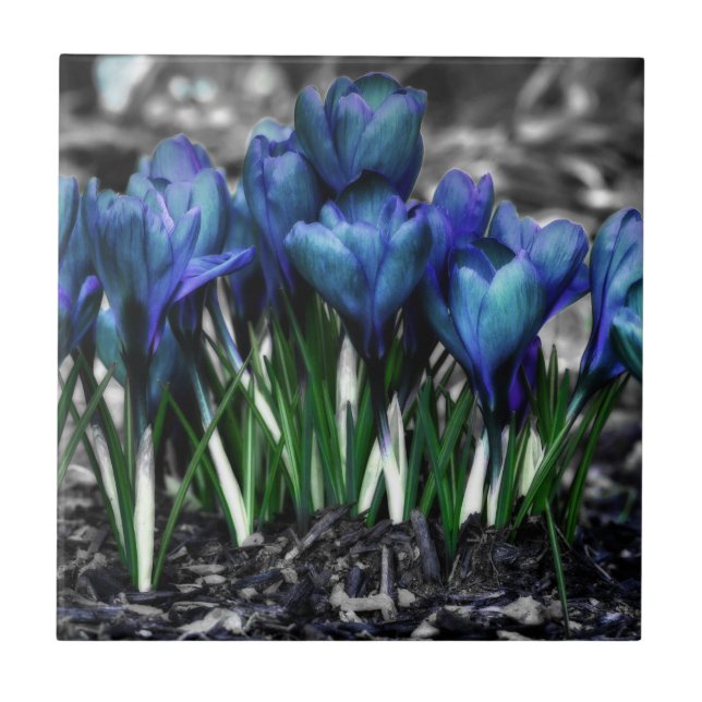 Aqua Blue Crocus Blooms (Frente)