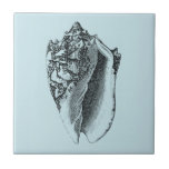 Aqua Conch Shell<br><div class="desc">Nesta imagem vívida,  você pode ver em preto e branco o estilo mais natural e único da concha de Conch perto. Este tipo único de arte tem sombreado preto para destacar as bordas rugosas desta casca de mar. Obtenha esta concha com um fundo aqua no seu produto hoje.</div>