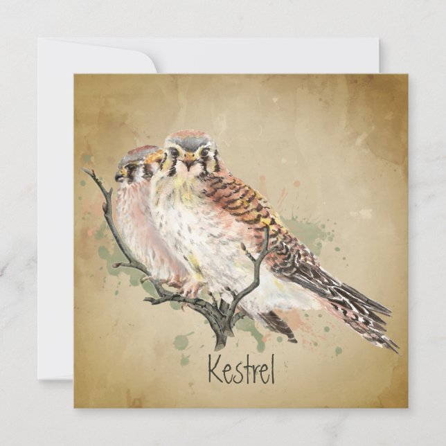 Aquarela Kestrel Falcon Willife Bird Art (Frente)