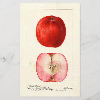 Aquarela Pomológica Variedade Shasta