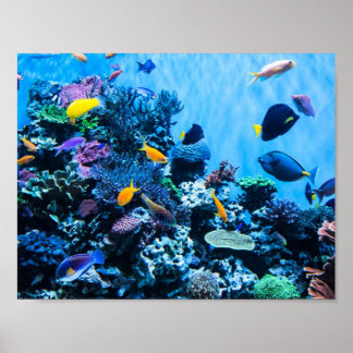 Aquário Poster
