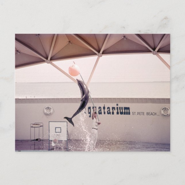 Aquário St. Pete Beach Flórida Cartão Postal (Frente)