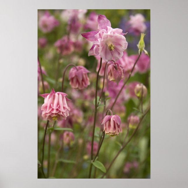 Aquilegia rosa ... pôster (Frente)