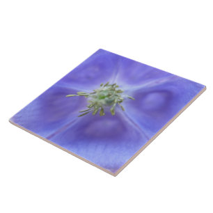 Aquílio Flower Azulejo