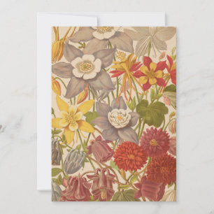 Aquílio   George Nicholson