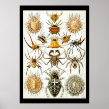 Arachnids by Ernest Haeckel poster
