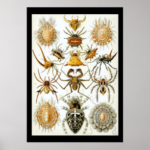 Arachnids by Ernest Haeckel poster