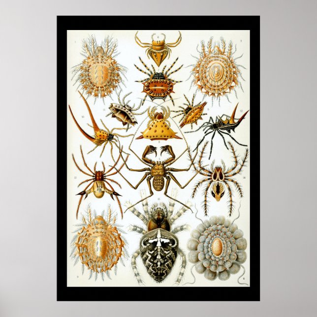 Arachnids by Ernest Haeckel poster (Frente)