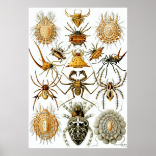 Aracnídeos do ~ do poster de Ernst Haeckel